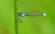 Common Bluetail (Male, Ischnura elegans)